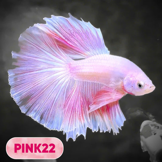 Pink Halfmoon Male Betta Fish | You Pick Fish | Order Directly From Farm
