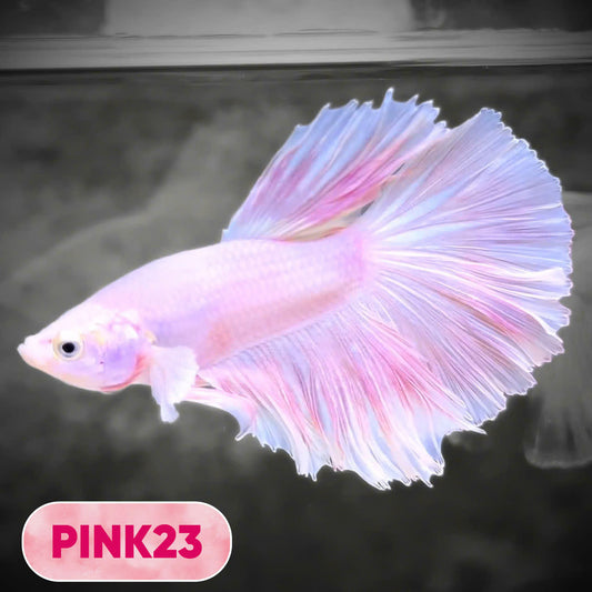 Pink Halfmoon Male Betta Fish | You Pick Fish | Order Directly From Farm