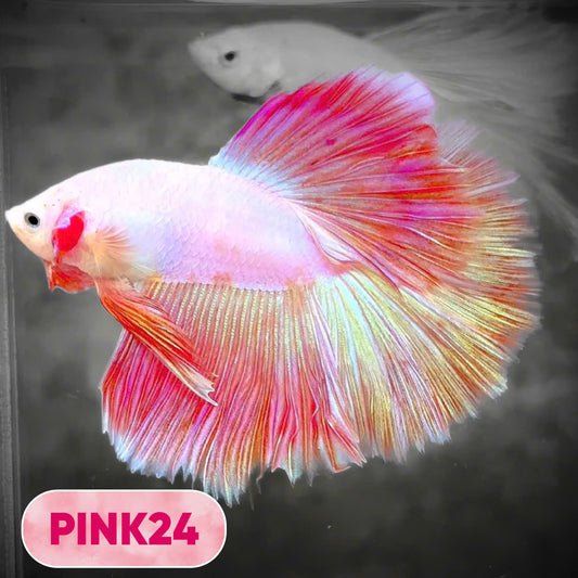 Pink Halfmoon Male Betta Fish | You Pick Fish | Order Directly From Farm