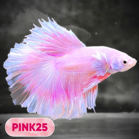 Pink Halfmoon Male Betta Fish | You Pick Fish | Order Directly From Farm