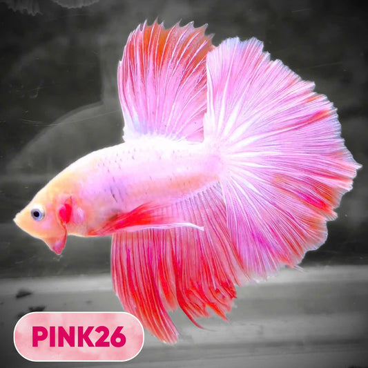 Pink Halfmoon Male Betta Fish | You Pick Fish | Order Directly From Farm