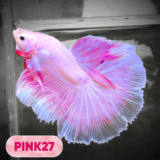 Pink Halfmoon Male Betta Fish | You Pick Fish | Order Directly From Farm