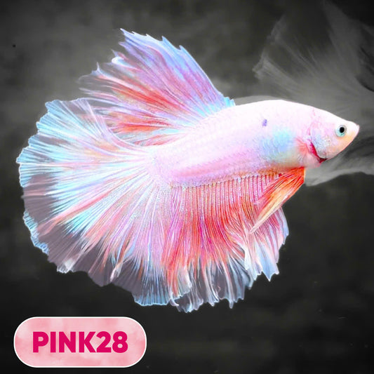Pink Halfmoon Male Betta Fish | You Pick Fish | Order Directly From Farm