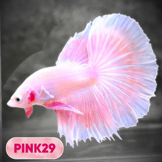 Pink Halfmoon Male Betta Fish | You Pick Fish | Order Directly From Farm