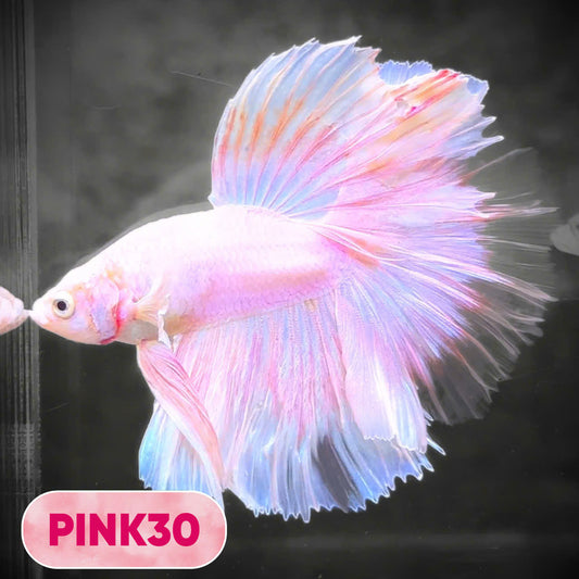 Pink Halfmoon Male Betta Fish | You Pick Fish | Order Directly From Farm