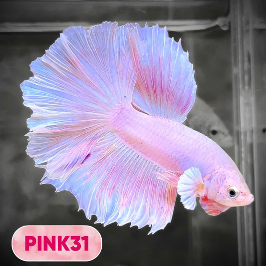 Pink Halfmoon Male Betta Fish | You Pick Fish | Order Directly From Farm