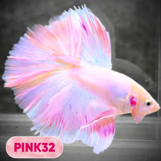 Pink Halfmoon Male Betta Fish | You Pick Fish | Order Directly From Farm