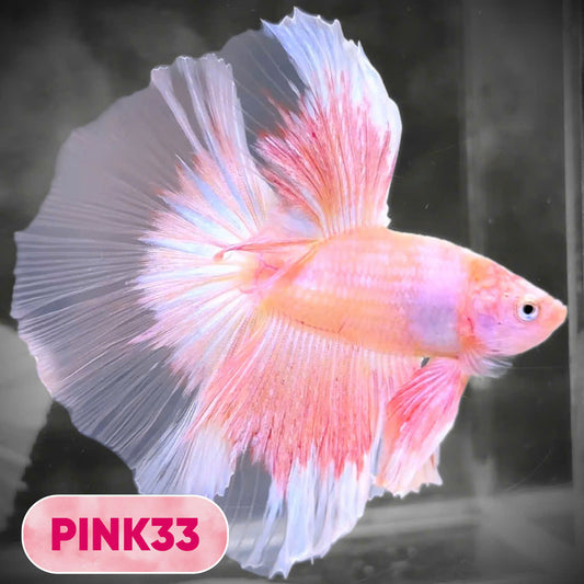 Pink Halfmoon Male Betta Fish | You Pick Fish | Order Directly From Farm
