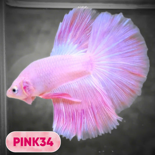 Pink Halfmoon Male Betta Fish | You Pick Fish | Order Directly From Farm