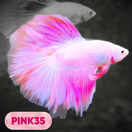 Pink Halfmoon Male Betta Fish | You Pick Fish | Order Directly From Farm