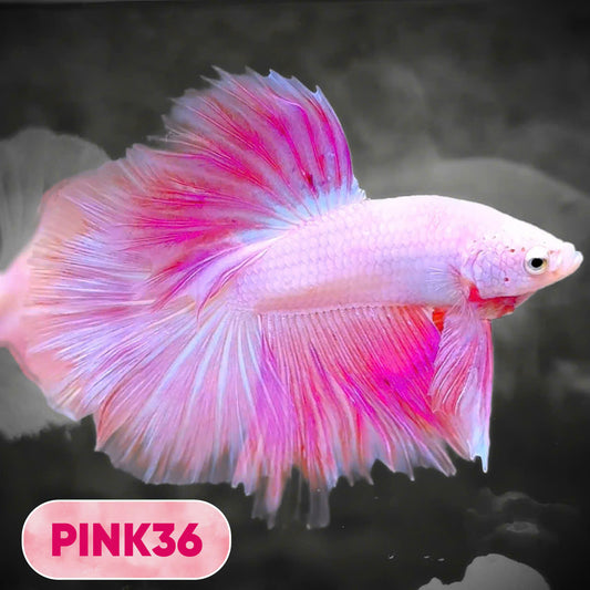 Pink Halfmoon Male Betta Fish | You Pick Fish | Order Directly From Farm