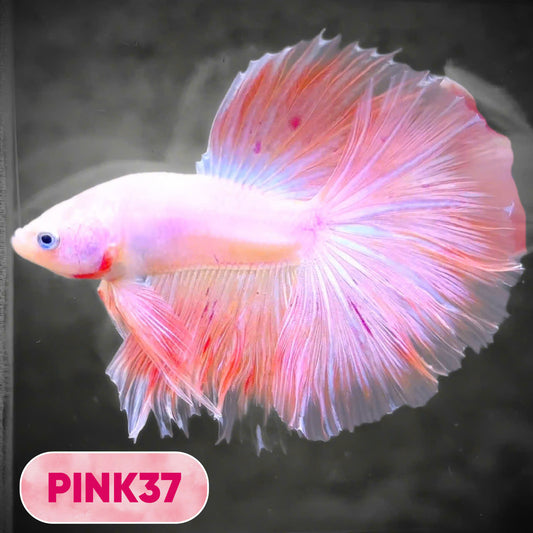 Pink Halfmoon Male Betta Fish | You Pick Fish | Order Directly From Farm