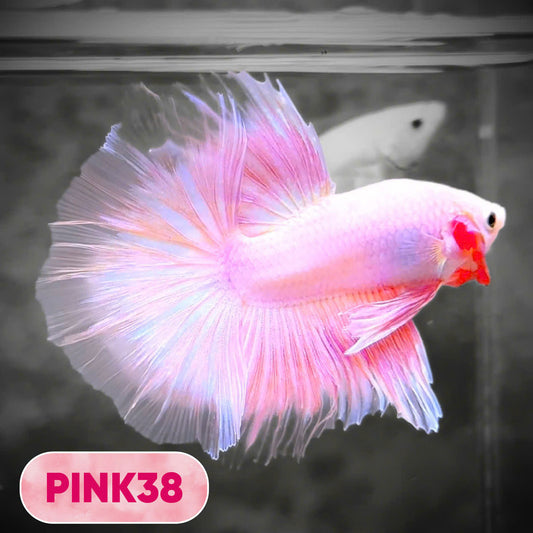 Pink Halfmoon Male Betta Fish | You Pick Fish | Order Directly From Farm