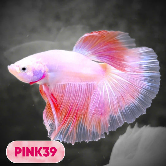 Pink Halfmoon Male Betta Fish | You Pick Fish | Order Directly From Farm