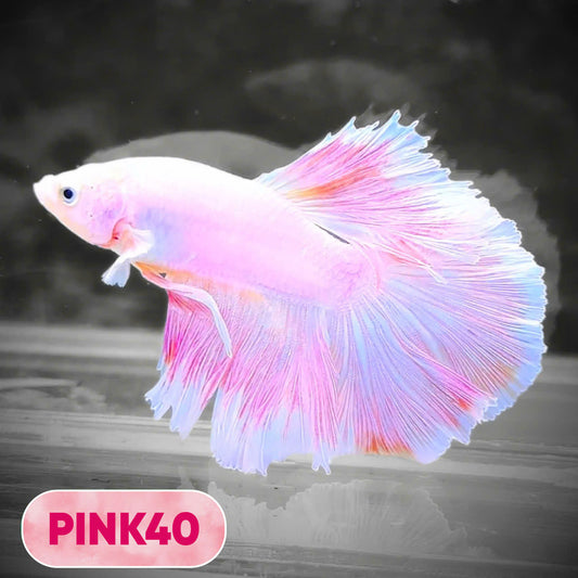 Pink Halfmoon Male Betta Fish | You Pick Fish | Order Directly From Farm