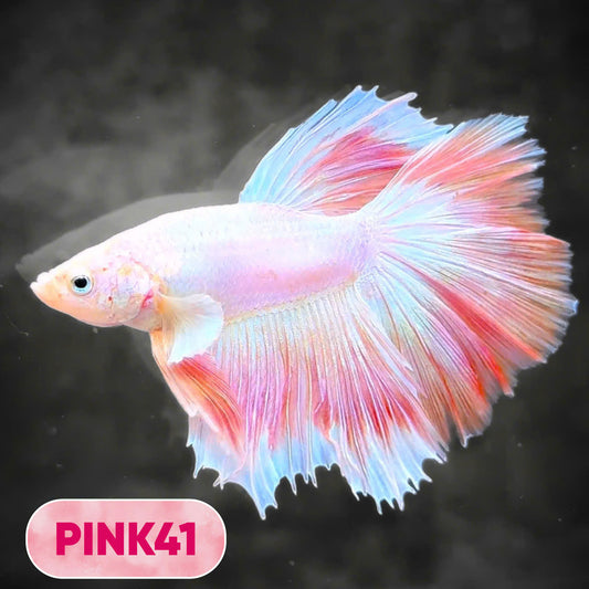 Pink Halfmoon Male Betta Fish | You Pick Fish | Order Directly From Farm