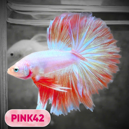 Pink Halfmoon Male Betta Fish | You Pick Fish | Order Directly From Farm