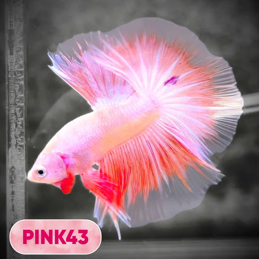 Pink Halfmoon Male Betta Fish | You Pick Fish | Order Directly From Farm
