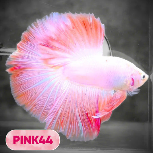 Pink Halfmoon Male Betta Fish | You Pick Fish | Order Directly From Farm