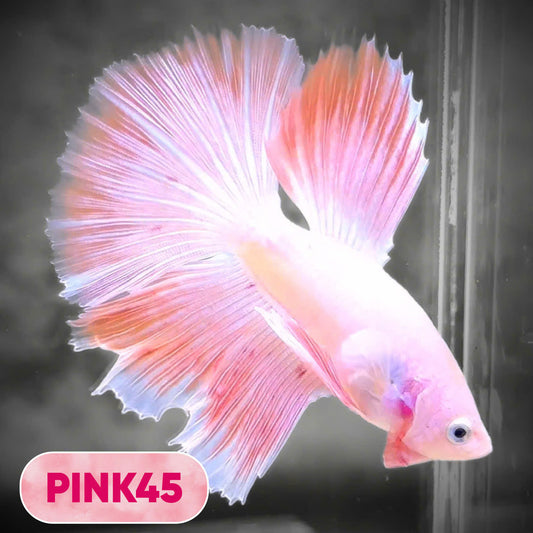 Pink Halfmoon Male Betta Fish | You Pick Fish | Order Directly From Farm