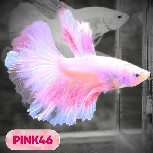Pink Halfmoon Male Betta Fish | You Pick Fish | Order Directly From Farm