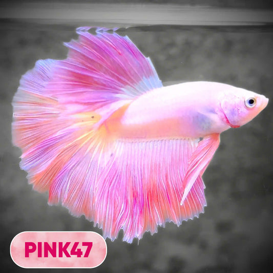 Pink Halfmoon Male Betta Fish | You Pick Fish | Order Directly From Farm