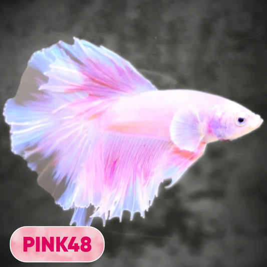 Pink Halfmoon Male Betta Fish | You Pick Fish | Order Directly From Farm