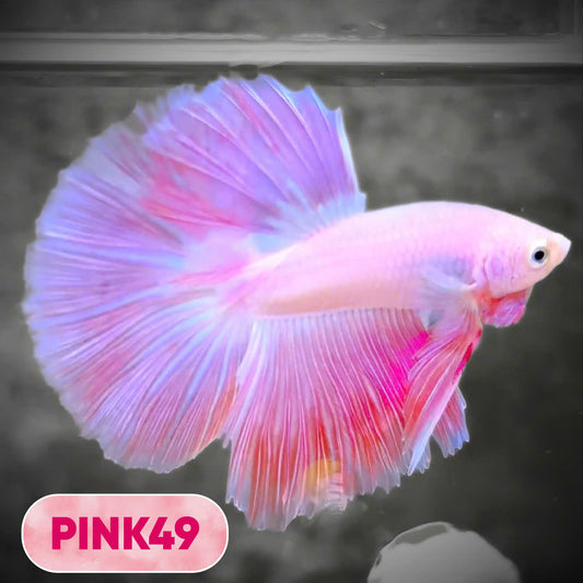 Pink Halfmoon Male Betta Fish | You Pick Fish | Order Directly From Farm