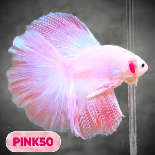 Pink Halfmoon Male Betta Fish | You Pick Fish | Order Directly From Farm
