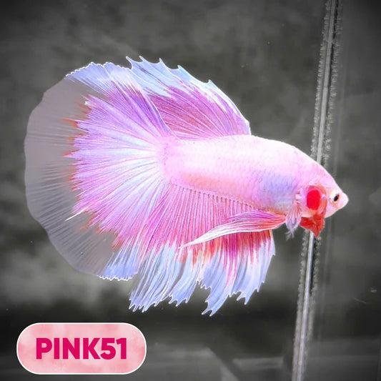 Pink Halfmoon Male Betta Fish | You Pick Fish | Order Directly From Farm