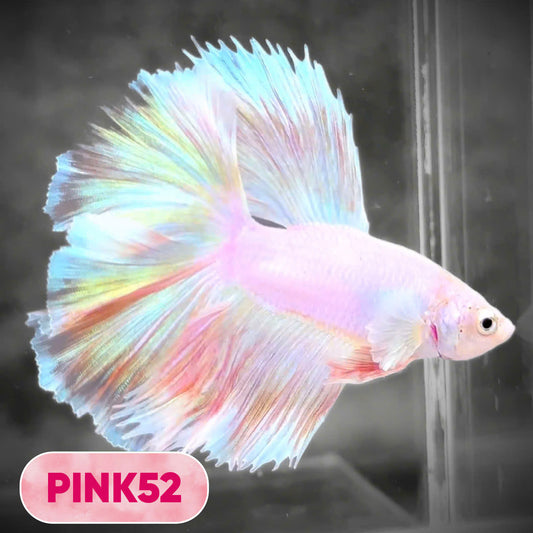 Pink Halfmoon Male Betta Fish | You Pick Fish | Order Directly From Farm