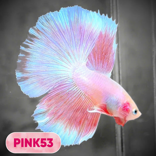 Pink Halfmoon Male Betta Fish | You Pick Fish | Order Directly From Farm