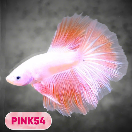 Pink Halfmoon Male Betta Fish | You Pick Fish | Order Directly From Farm