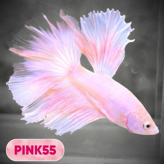 Pink Halfmoon Male Betta Fish | You Pick Fish | Order Directly From Farm