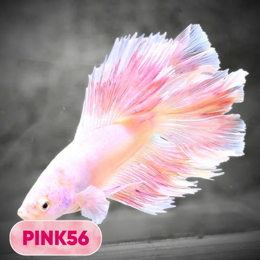 Pink Halfmoon Male Betta Fish | You Pick Fish | Order Directly From Farm