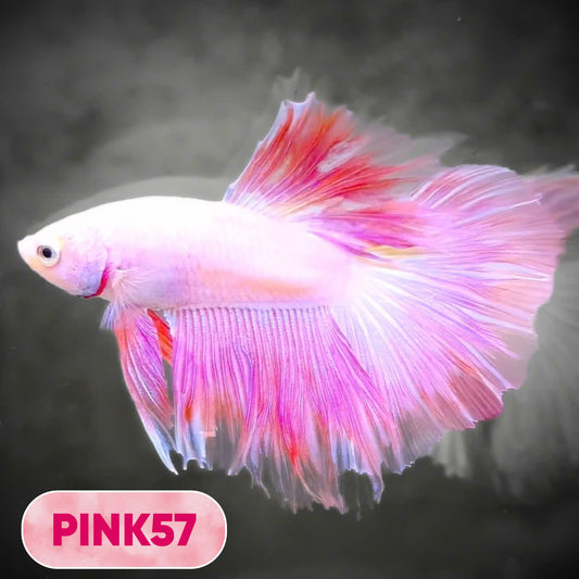 Pink Halfmoon Male Betta Fish | You Pick Fish | Order Directly From Farm