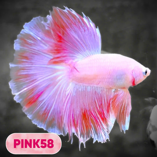 Pink Halfmoon Male Betta Fish | You Pick Fish | Order Directly From Farm