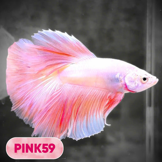 Pink Halfmoon Male Betta Fish | You Pick Fish | Order Directly From Farm