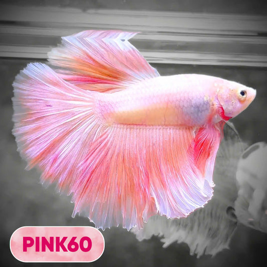 Pink Halfmoon Male Betta Fish | You Pick Fish | Order Directly From Farm