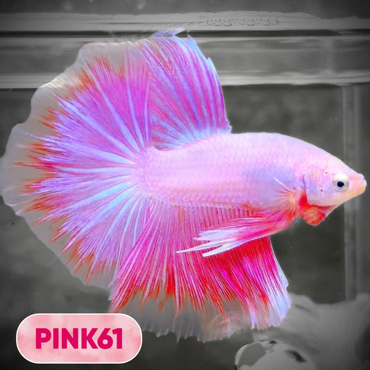 Pink Halfmoon Male Betta Fish | You Pick Fish | Order Directly From Farm