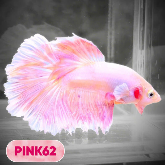 Pink Halfmoon Male Betta Fish | You Pick Fish | Order Directly From Farm