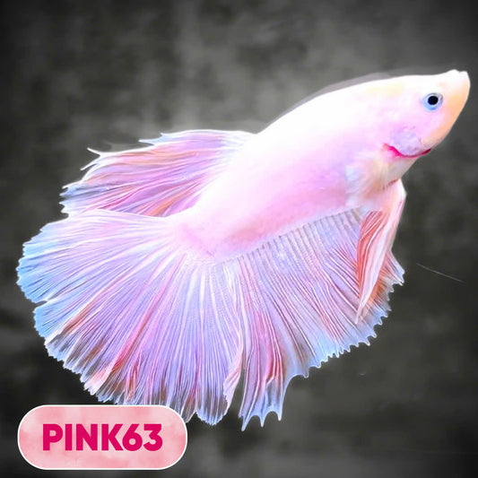 Pink Halfmoon Male Betta Fish | You Pick Fish | Order Directly From Farm