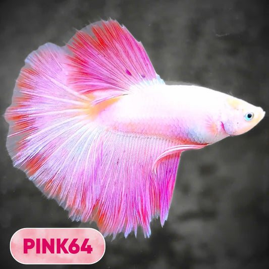 Pink Halfmoon Male Betta Fish | You Pick Fish | Order Directly From Farm