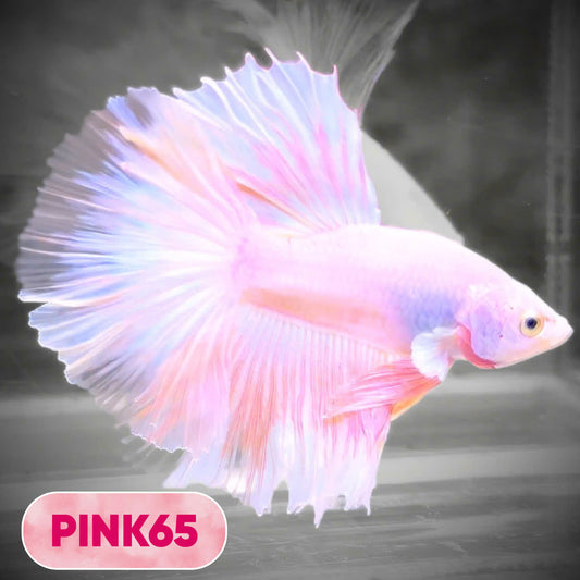 Pink Halfmoon Male Betta Fish | You Pick Fish | Order Directly From Farm