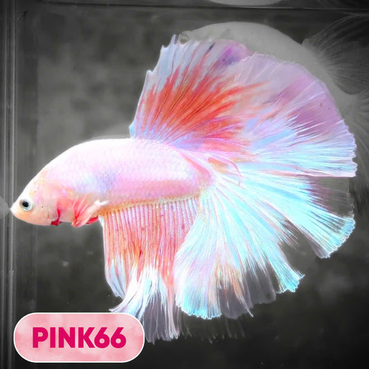 Pink Halfmoon Male Betta Fish | You Pick Fish | Order Directly From Farm