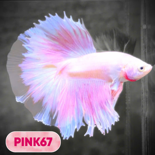 Pink Halfmoon Male Betta Fish | You Pick Fish | Order Directly From Farm