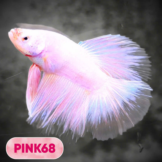 Pink Halfmoon Male Betta Fish | You Pick Fish | Order Directly From Farm