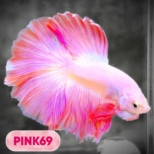 Pink Halfmoon Male Betta Fish | You Pick Fish | Order Directly From Farm
