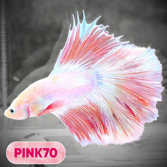 Pink Halfmoon Male Betta Fish | You Pick Fish | Order Directly From Farm