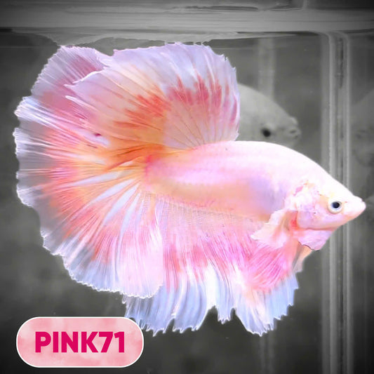 Pink Halfmoon Male Betta Fish | You Pick Fish | Order Directly From Farm